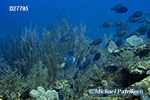 Doctorfish (Acanthurus chirurgus)